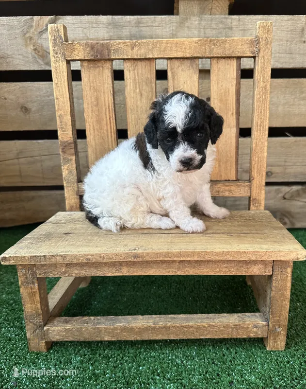 CKC Oreo – Poodle - Toy  puppy for sale in Pacolet, SC