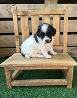 CKC Oreo, a male Poodle - Toy  for sale in Pacolet, SC – 1 of 3