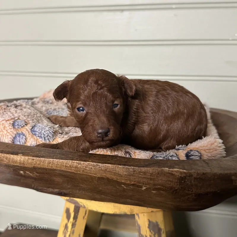 AKC Moana – Poodle - Toy  puppy for sale in Pacolet, SC