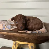 AKC Moana, a female Poodle - Toy  for sale in Pacolet, SC – 1 of 3