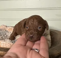 AKC Maui, a male Poodle - Toy  for sale in Pacolet, SC – 2 of 3