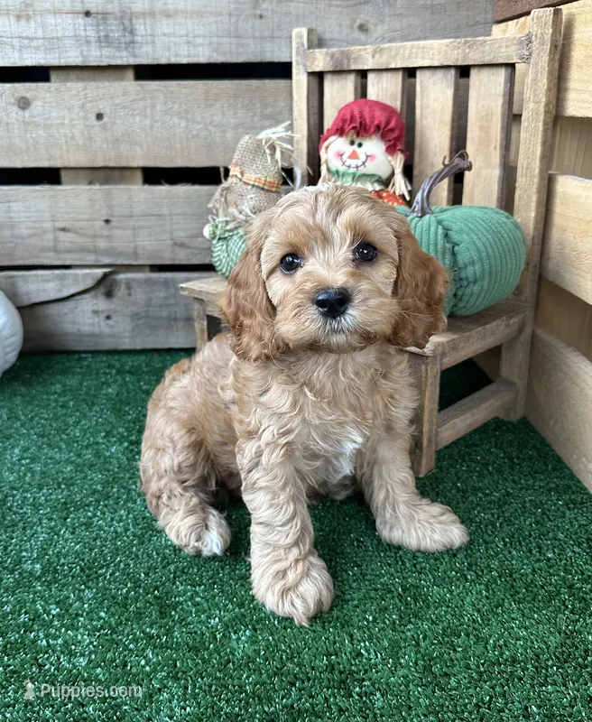 F1 Smith – Cockapoo puppy for sale in Pacolet, SC