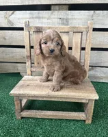 F1 Cove, a male Cockapoo for sale in Pacolet, SC – 3 of 3