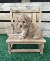 Creedmoor, a male Cockapoo for sale in Pacolet, SC – 2 of 2