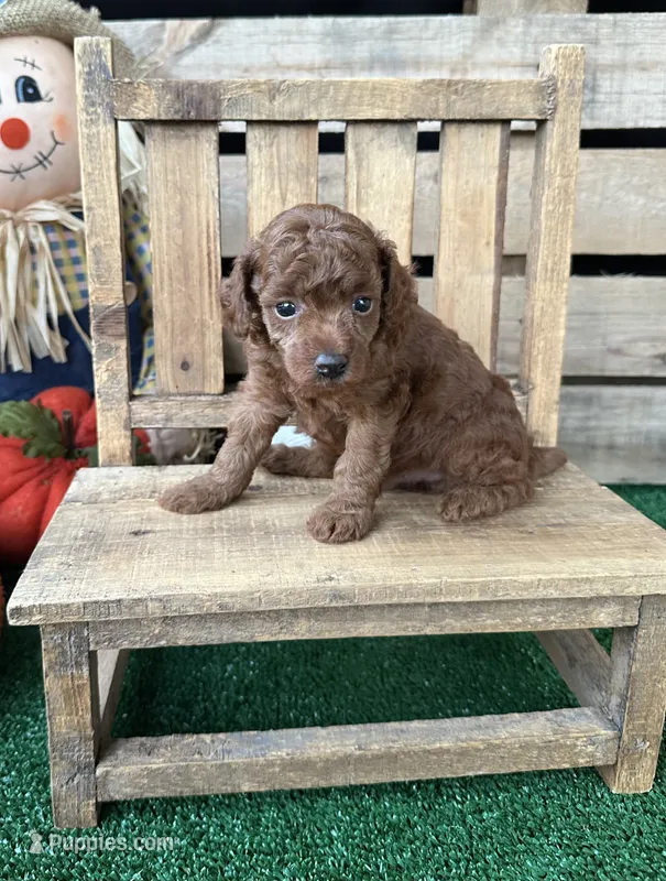 AKC Maui – Poodle - Toy  puppy for sale in Pacolet, SC