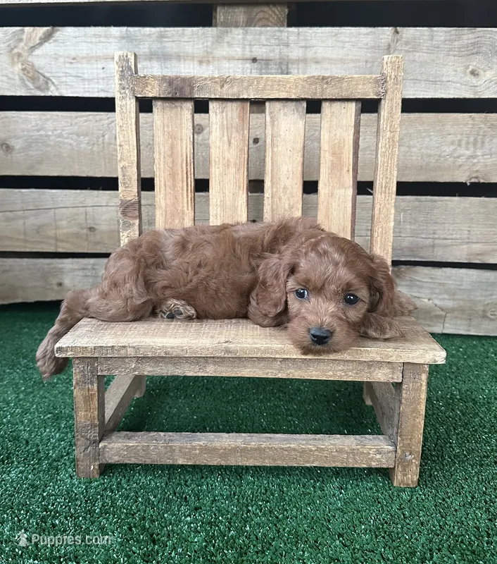  F1 Ray – Cockapoo puppy for sale in Pacolet, SC