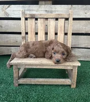  F1 Ray, a male Cockapoo for sale in Pacolet, SC – 2 of 2