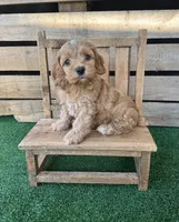 F1 Smith, a male Cockapoo for sale in Pacolet, SC – 1 of 3