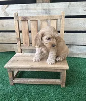 Browning , a male Cockapoo for sale in Pacolet, SC – 2 of 2