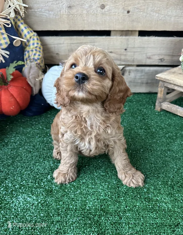 F1 Wesson – Cockapoo puppy for sale in Pacolet, SC