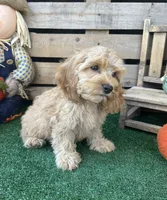 F1 Browning , a male Cockapoo for sale in Pacolet, SC – 7 of 8