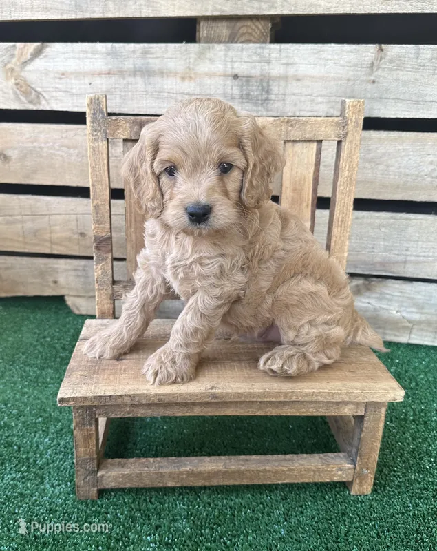 F1 Kimber – Cockapoo puppy for sale in Pacolet, SC
