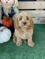 F1 Wesson, a male Cockapoo for sale in Pacolet, SC – 2 of 8
