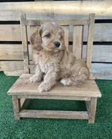 F1 Smith, a male Cockapoo for sale in Pacolet, SC – 2 of 3