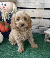 F1 Wesson, a male Cockapoo for sale in Pacolet, SC – 6 of 8