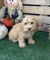 F1 Browning , a male Cockapoo for sale in Pacolet, SC – 8 of 8