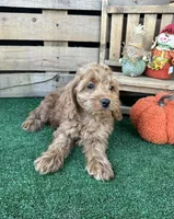 F1 Cove, a male Cockapoo for sale in Pacolet, SC – 5 of 8