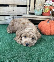 F1 Cove, a male Cockapoo for sale in Pacolet, SC – 6 of 8