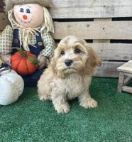F1 Browning , a male Cockapoo for sale in Pacolet, SC – 6 of 8