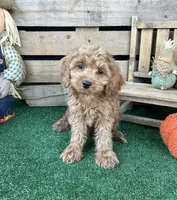 F1 Cove, a male Cockapoo for sale in Pacolet, SC – 8 of 8