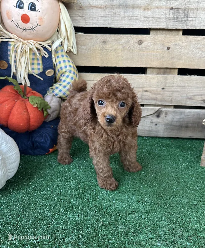 Maui – Poodle - Toy  puppy for sale in Pacolet, SC