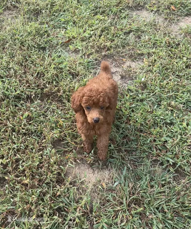 Maui – Poodle - Toy  puppy for sale in Pacolet, SC