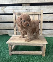 F1 Ocean, a male Cockapoo for sale in Pacolet, SC – 2 of 2
