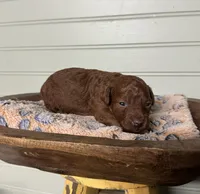 AKC Maui, a male Poodle - Toy  for sale in Pacolet, SC – 3 of 3