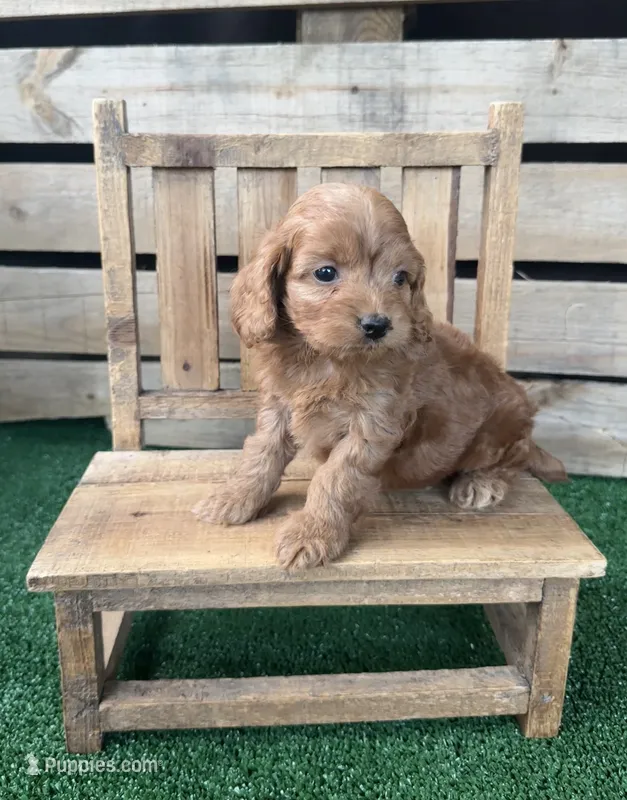 Cove – Cockapoo puppy for sale in Pacolet, SC
