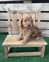 Cove, a male Cockapoo for sale in Pacolet, SC – 1 of 2