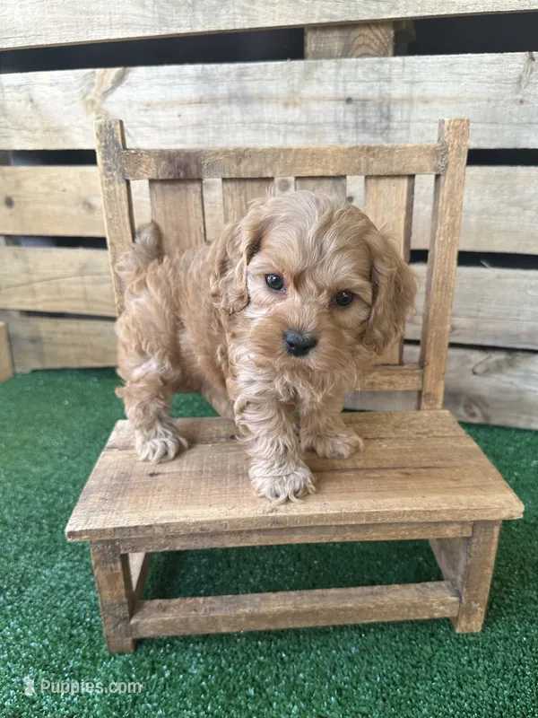 Creedmoor – Cockapoo puppy for sale in Pacolet, SC
