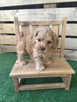 Creedmoor, a male Cockapoo for sale in Pacolet, SC – 1 of 2