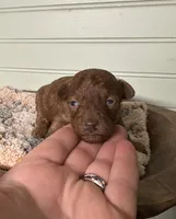 AKC Moana, a female Poodle - Toy  for sale in Pacolet, SC – 2 of 3