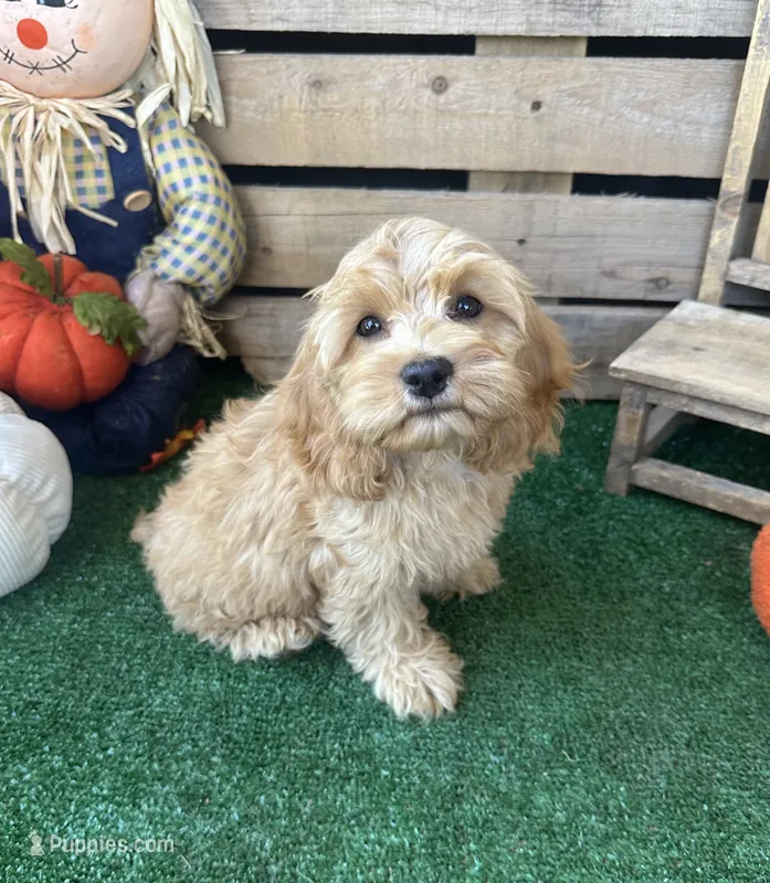 F1 Browning  – Cockapoo puppy for sale in Pacolet, SC