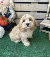 F1 Browning , a male Cockapoo for sale in Pacolet, SC – 1 of 8