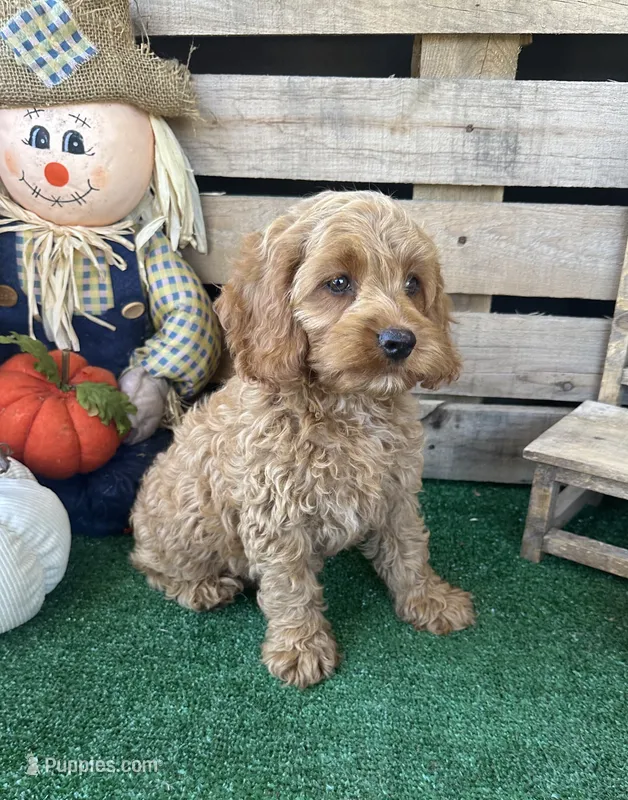 F1 Wesson – Cockapoo puppy for sale in Pacolet, SC