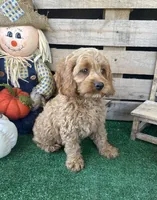 F1 Wesson, a male Cockapoo for sale in Pacolet, SC – 1 of 8