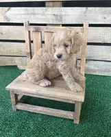F1 Kimber, a male Cockapoo for sale in Pacolet, SC – 3 of 3