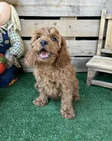 F1 Ocean, a male Cockapoo for sale in Pacolet, SC – 4 of 8