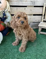 F1 Ocean, a male Cockapoo for sale in Pacolet, SC – 5 of 8