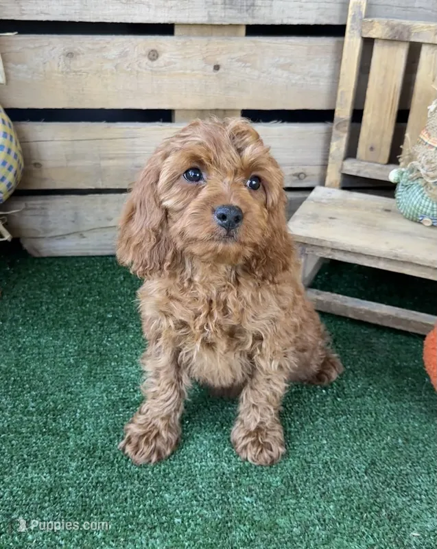 F1 Ocean – Cockapoo puppy for sale in Pacolet, SC