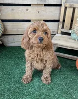 F1 Ocean, a male Cockapoo for sale in Pacolet, SC – 1 of 8