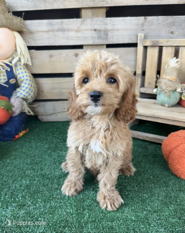 F1 Sunny – Cockapoo puppy for sale in Pacolet, SC