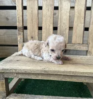 CKC Honey, a female Poodle - Toy  for sale in Pacolet, SC – 3 of 4