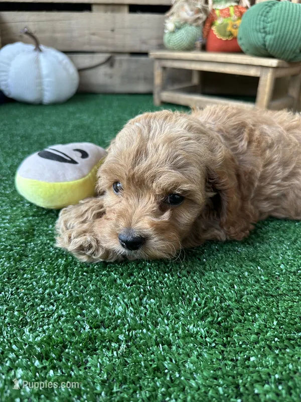 F1 Sunny – Cockapoo puppy for sale in Pacolet, SC