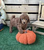 Maui, a male Poodle - Toy  for sale in Pacolet, SC – 2 of 4