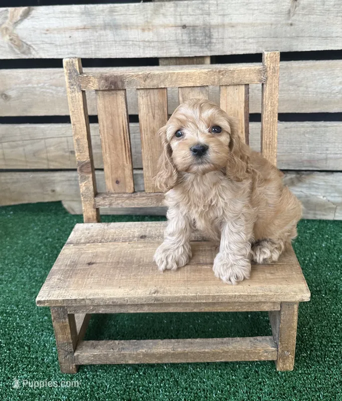 Browning  – Cockapoo puppy for sale in Pacolet, SC