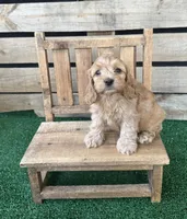 Browning , a male Cockapoo for sale in Pacolet, SC – 1 of 2