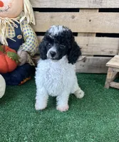 CKC Oreo, a male Poodle - Toy  for sale in Pacolet, SC – 4 of 4