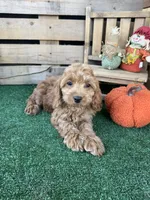 F1 Cove, a male Cockapoo for sale in Pacolet, SC – 2 of 8